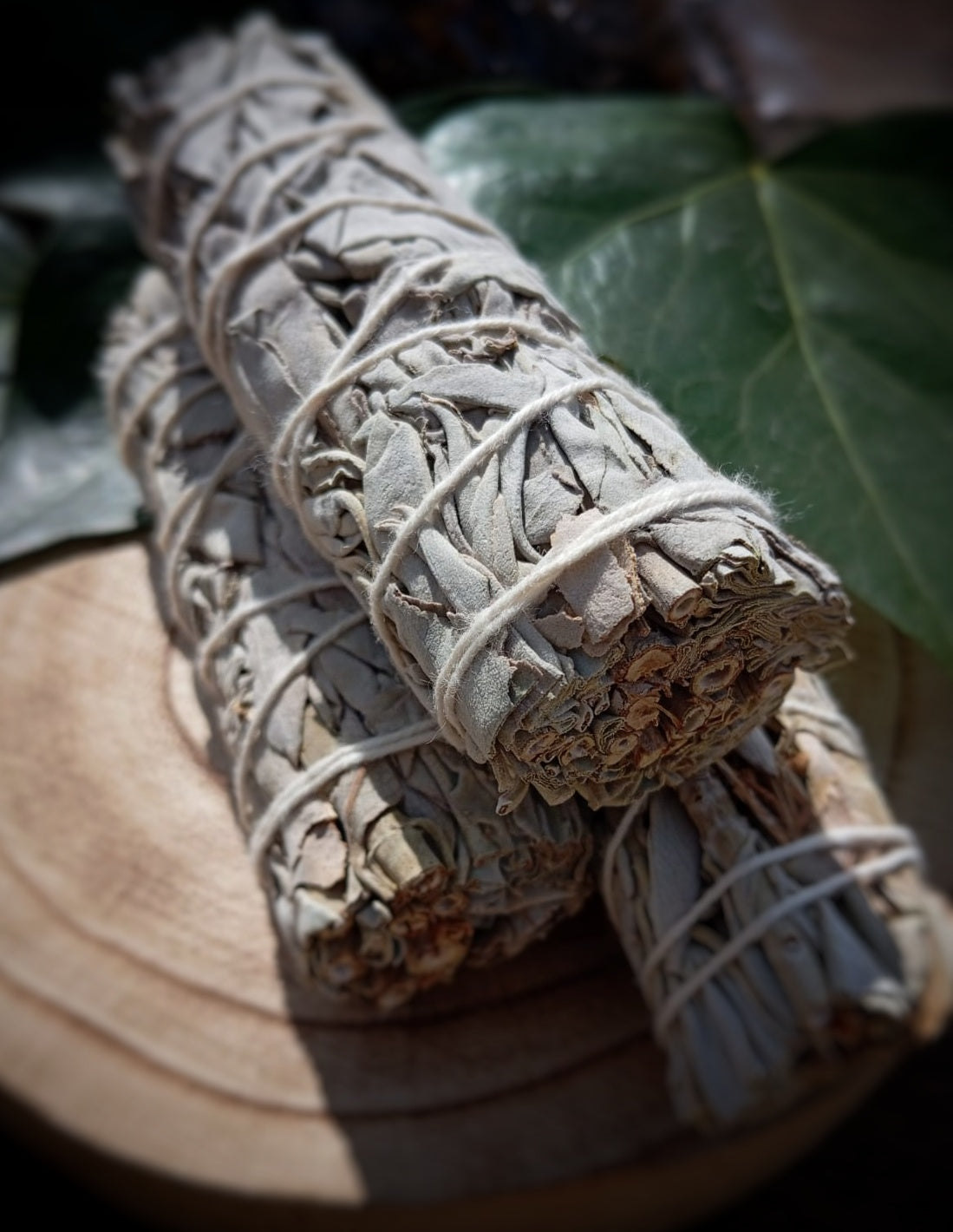 Sahumerio de Salvia Blanca: Purificación y Limpieza