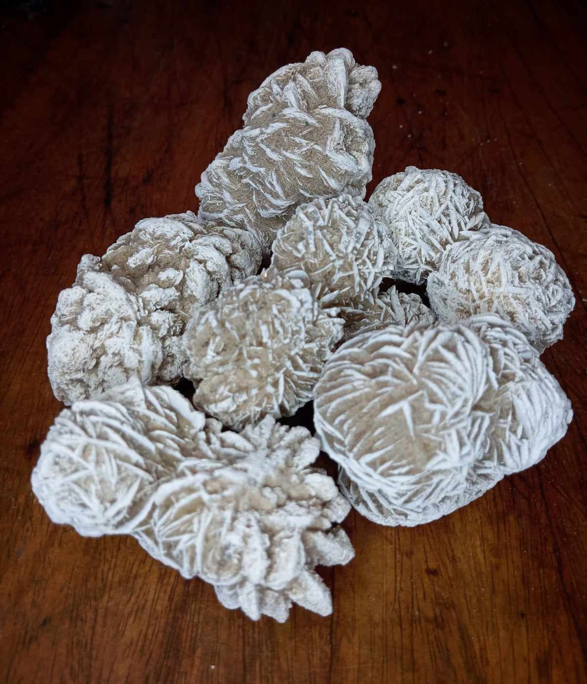 Rosa del Desierto, crecimiento interior.